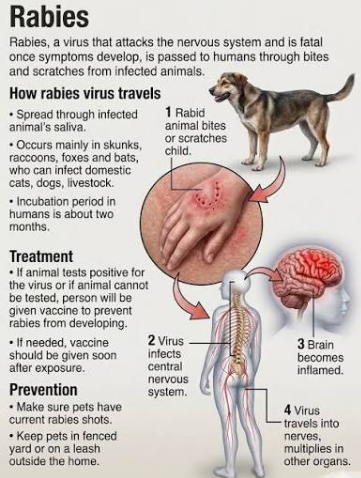 Rabies Virus